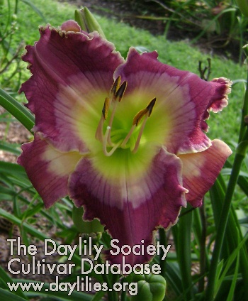 Daylily Silence of the Duck